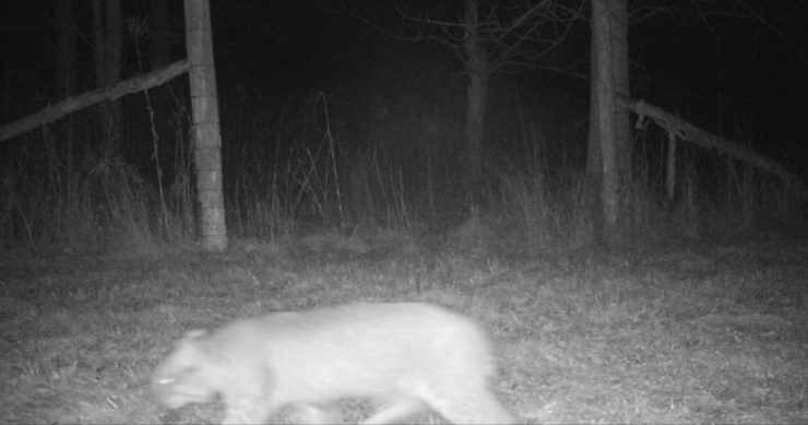 More Bobcat Images from Trail Cam