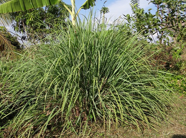 Citronella Grass