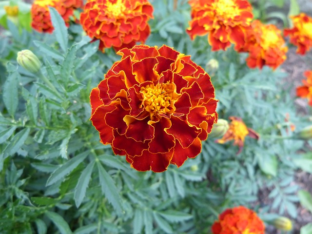 Marigolds