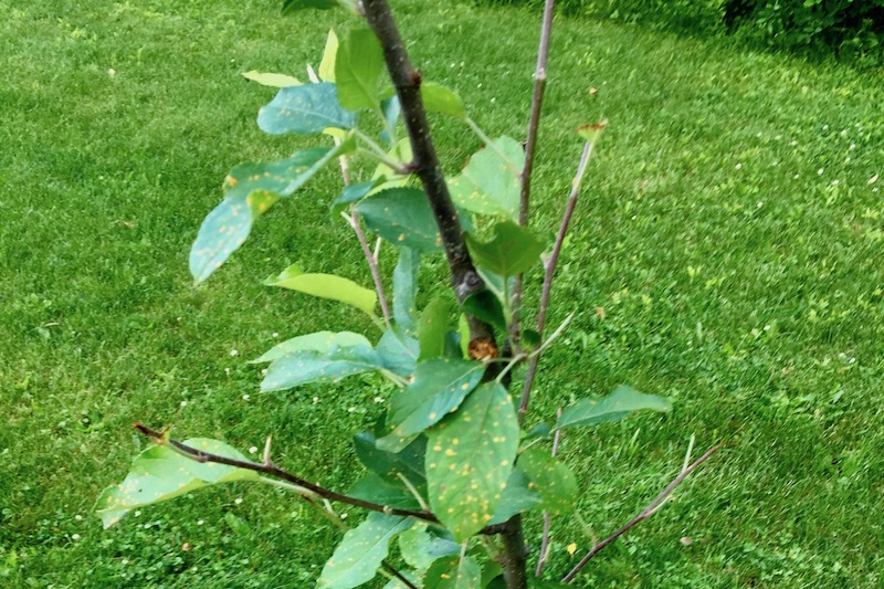 Holistic Orcharding: Apple tree browsed by deer (Source: Geo Davis)