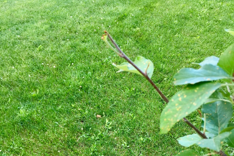 Holistic Orcharding: Apple tree browsed by deer (Source: Geo Davis)