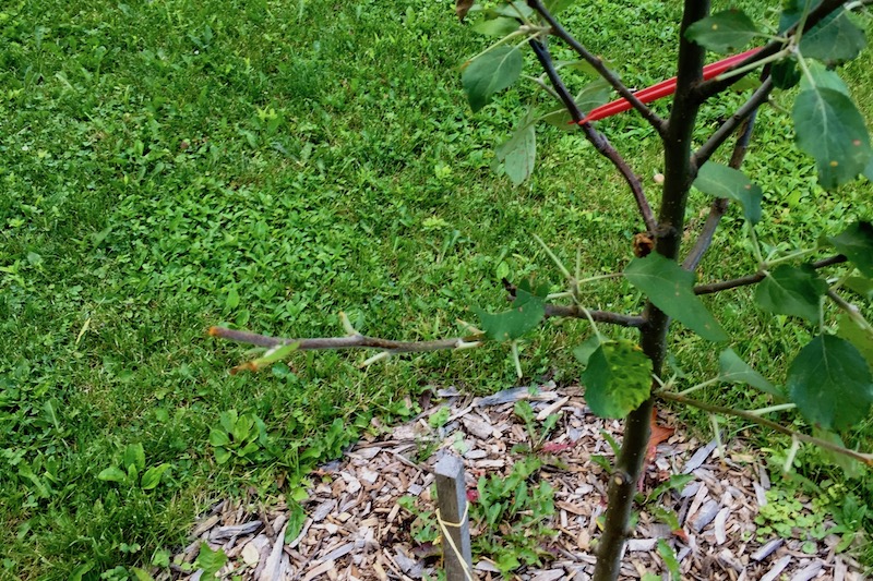 Holistic Orcharding: Apple tree browsed by deer (Source: Geo Davis)