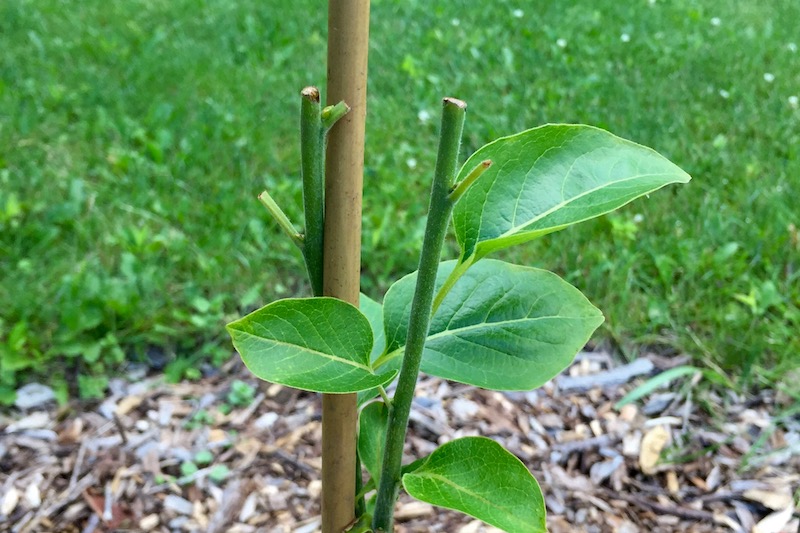 Holistic Orcharding: Young persimmon tree browsed by deer (Source: Geo Davis)