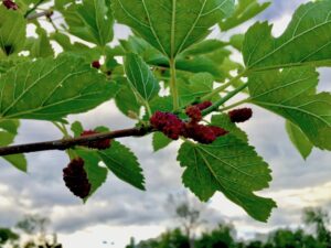 Holistic Orcharding: Mulberry fruit ripening in June (Source: Geo Davis)