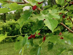 Holistic Orcharding: Mulberry fruit ripening in June (Source: Geo Davis)