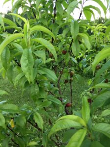 Holistic Orcharding: Young nectarines in June (Source: Geo Davis)