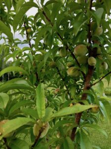 Holistic Orcharding: Young peaches in June (Source: Geo Davis)