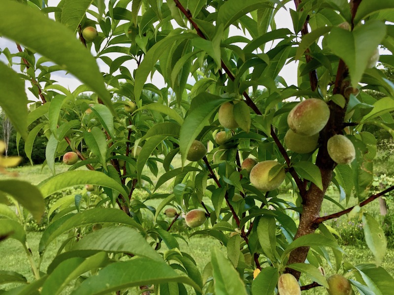 Holistic Orcharding: Young peaches in June (Source: Geo Davis)