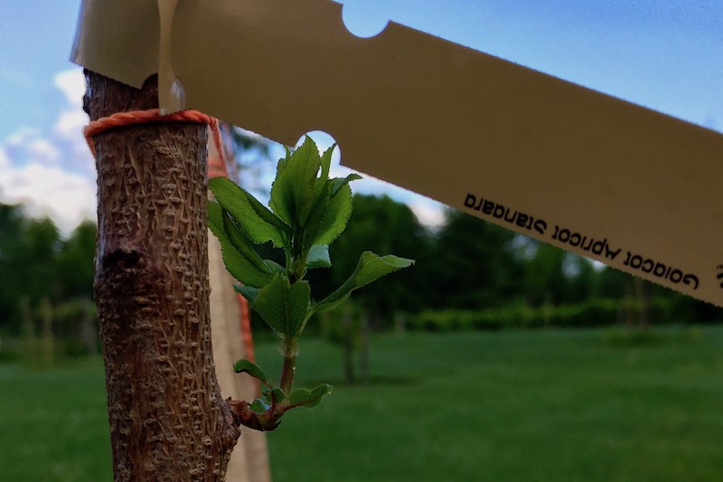 Holistic Orcharding: Transplanted apricot tree (Source: Geo Davis)