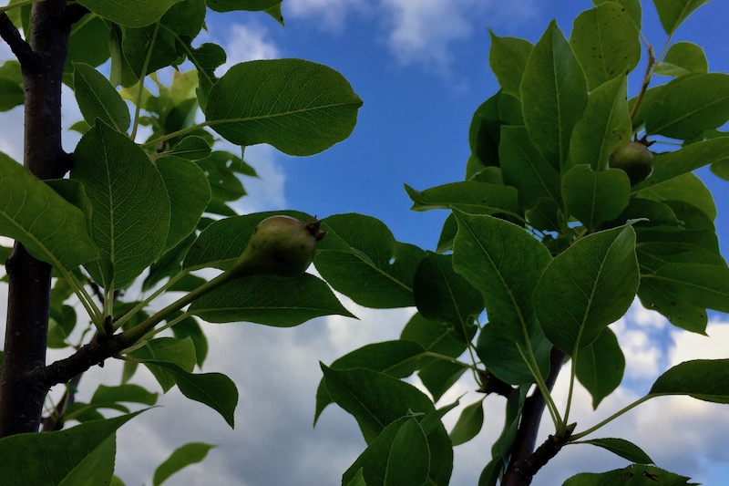 Holistic Orcharding: June pears (Source: Geo Davis)