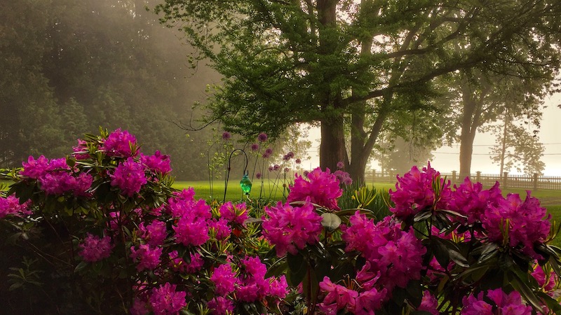 Spring Blooms: rhododendron blossoms after rain, rain, rain... (Source: Geo Davis)