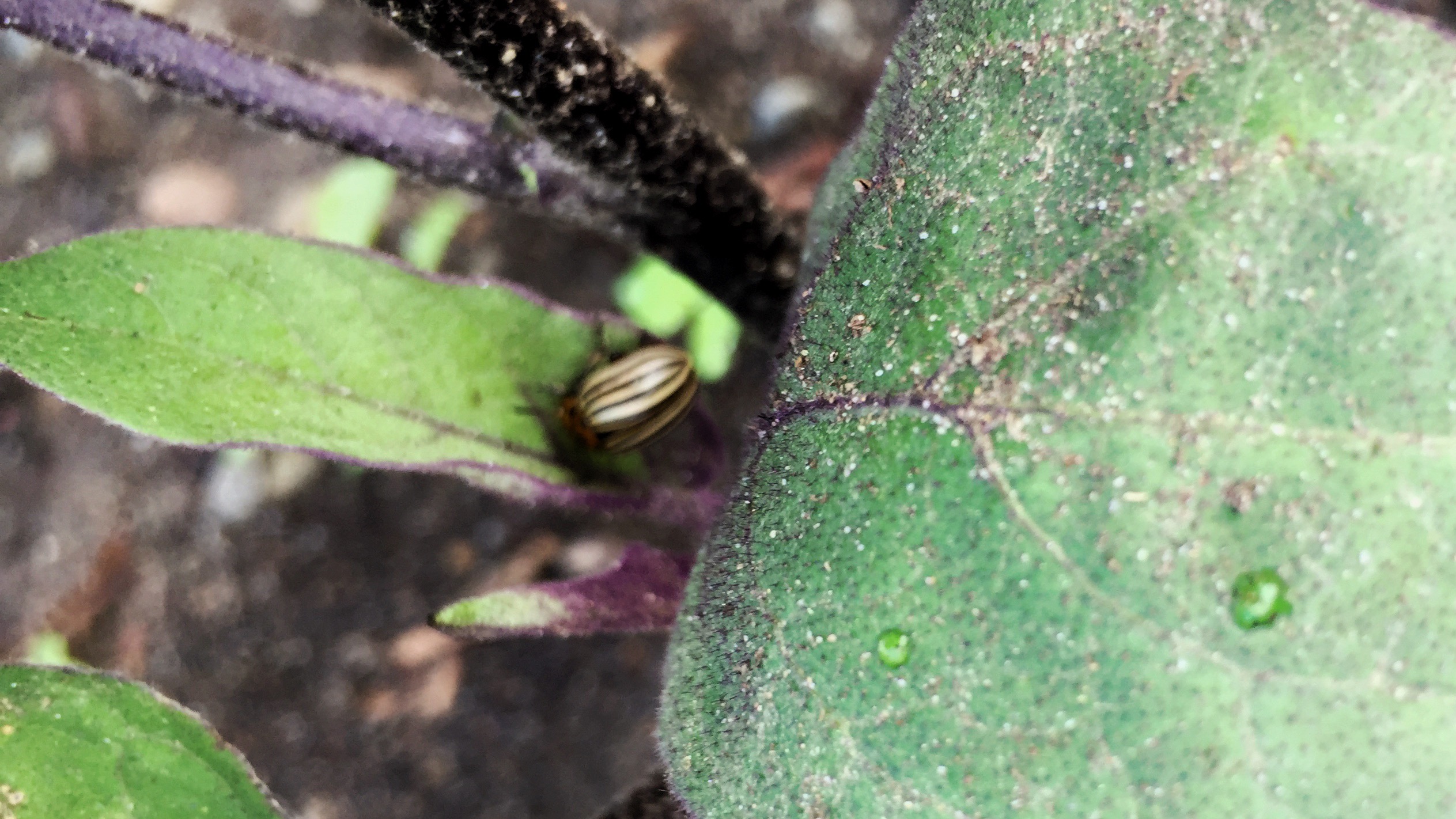 Colorado Potato Beetle on Eggplant Leaf (Source: Geo Davis)