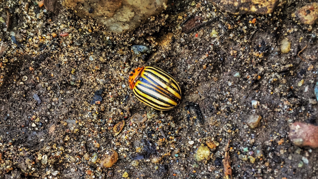 Colorado Potato Beetle (Source: Geo Davis)