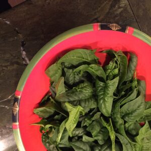 Spinach: From early spring until late autumn spinach, spinach, spinach,... (Source: Geo Davis)