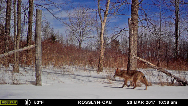 Spring Dance 2017: coyote crossing trail camera during spring 2017 (Source: Geo Davis)