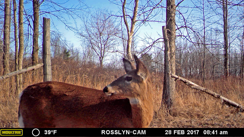 Spring Dance: deer crossing trail camera during spring 2017 (Source: Geo Davis)