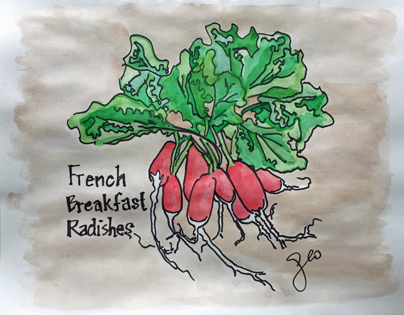 Ready for French ​Breakfast Radish time? (Illustration: Geo Davis)