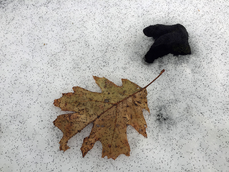 Snow Fleas: Soggy Snowmelt and Springtails