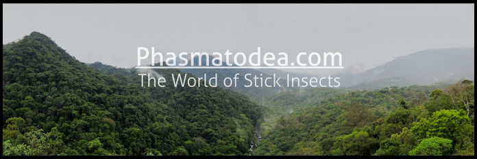 Phasmatodea.com is the world’s leading website about phasmids. (Source: Phasmatodea.com)