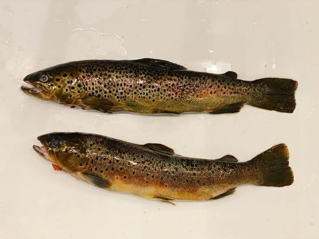 Boquet Brown Trout