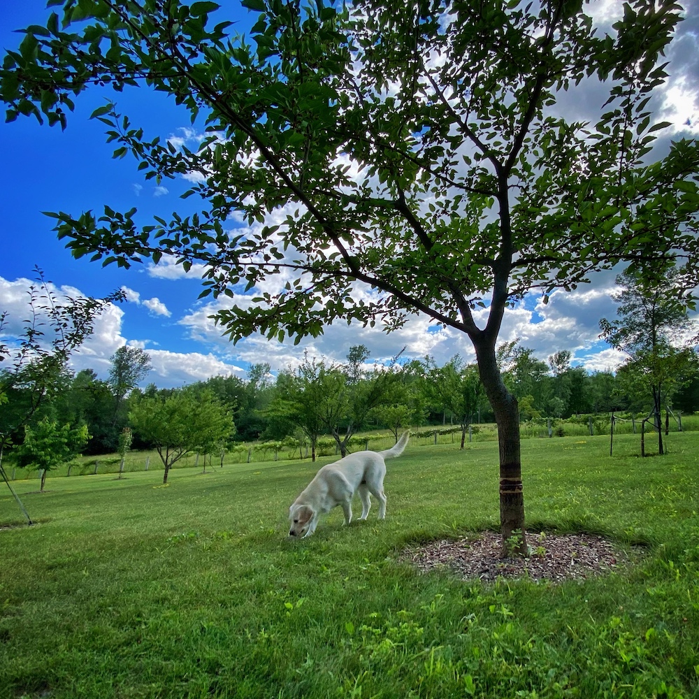 Mulberry Meditation (Source: Geo Davis)