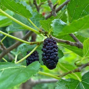 Mulberry Meditation (Source: Geo Davis)