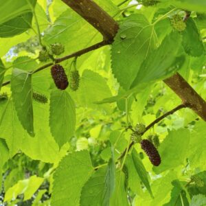 Mulberry Meditation (Source: Geo Davis)