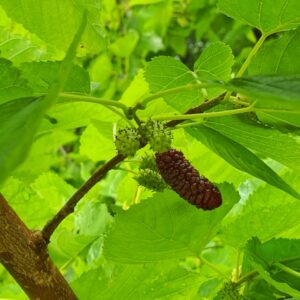 Mulberry Meditation (Source: Geo Davis)