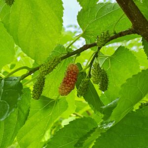 Mulberry Meditation (Source: Geo Davis)