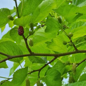 Mulberry Meditation (Source: Geo Davis)