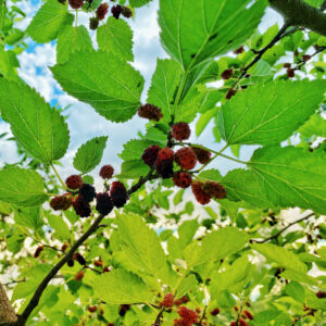 Mulberry Meditation (Source: Geo Davis)