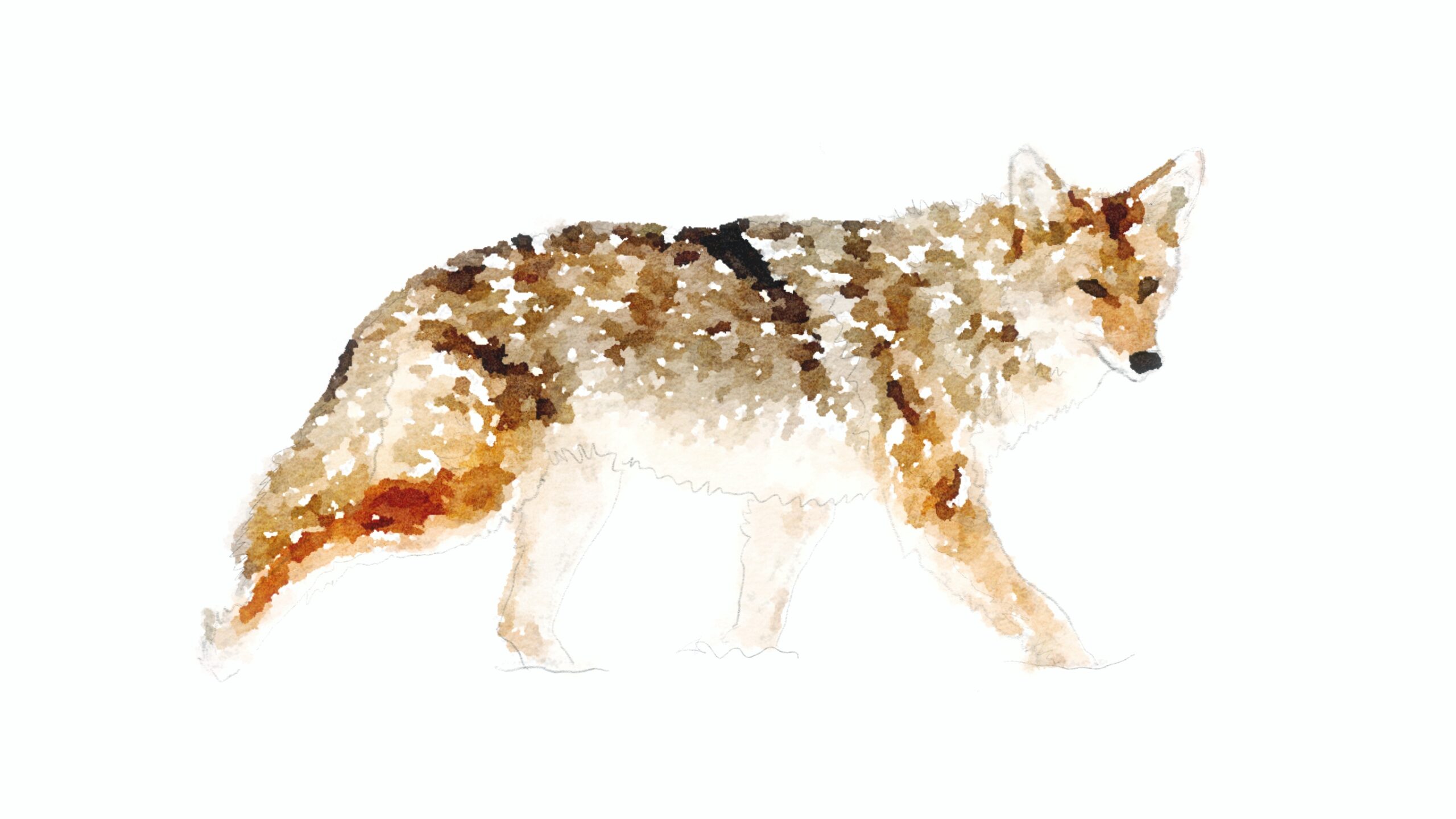 Friend or Foe: Eastern Coyote