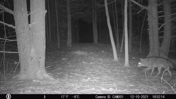 Eastern Coyote, Trail Cam 2021 (Source: Rosslyn Redux)