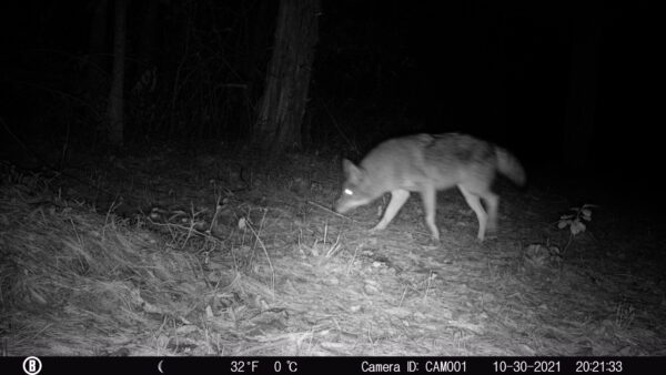 Eastern Coyote, Trail Cam 2021 (Source: Rosslyn Redux)