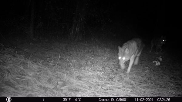 Eastern Coyote, Trail Cam 2021 (Source: Rosslyn Redux)