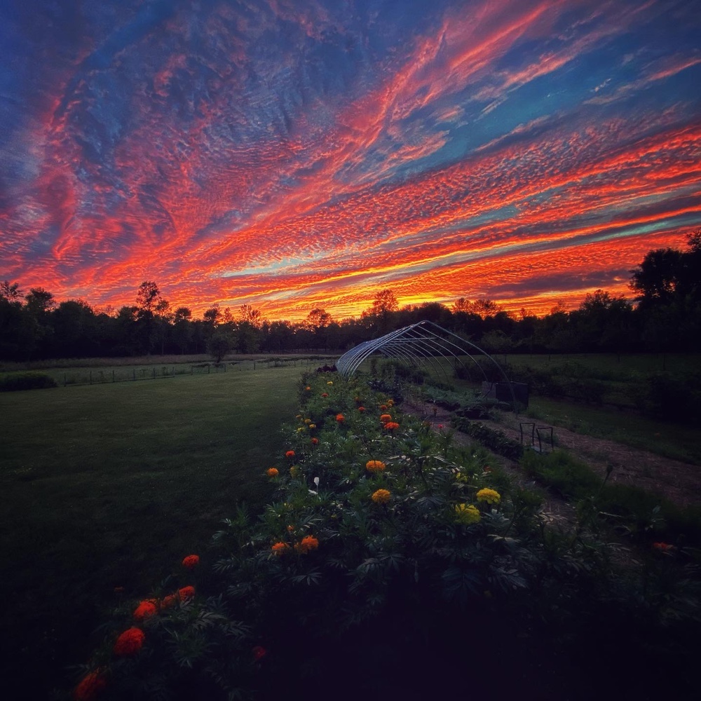 Tie dye dome beyond vegetable garden (Source: Geo Davis)