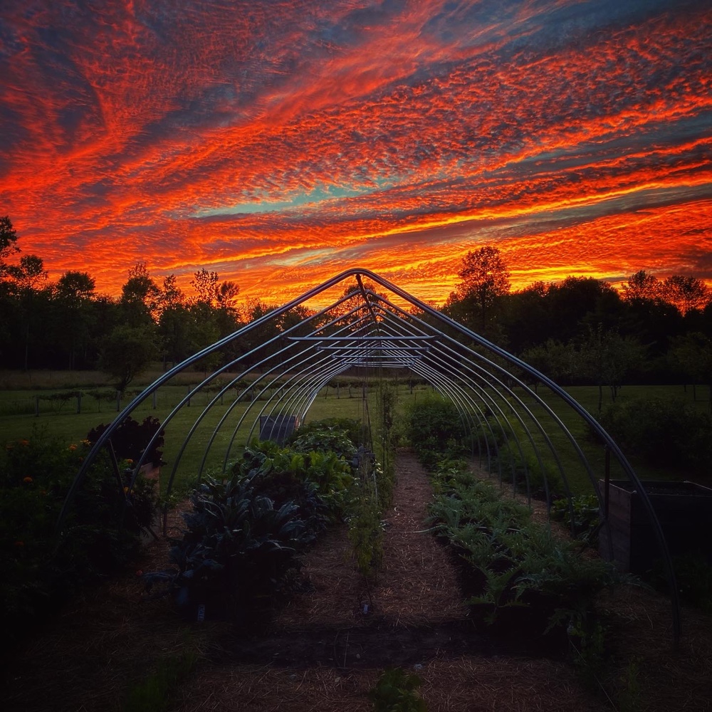 Tie dye dome above the [uncovered] high tunnel (Source: Geo Davis)