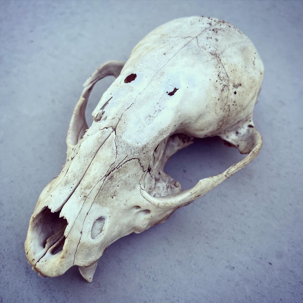 Raccoon Skull Haiku