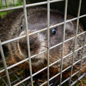 Woodchuck Chuck, sated on cukes