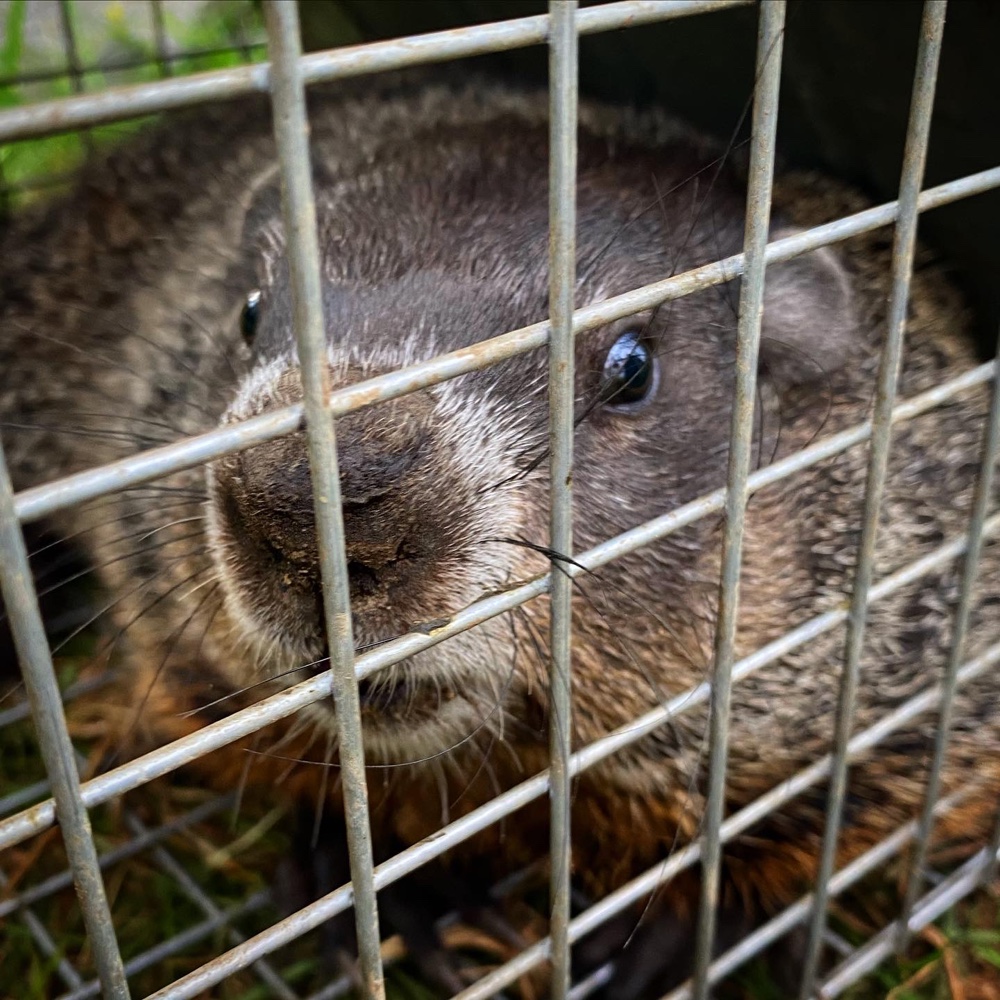 Woodchucks & Cucumbers