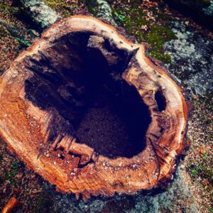 Hollow Tree Trunk (Source: RP Murphy)