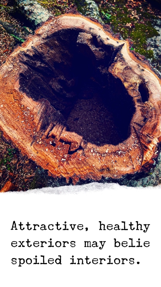 Hollow Tree Haiku (Source: RP Murphy)