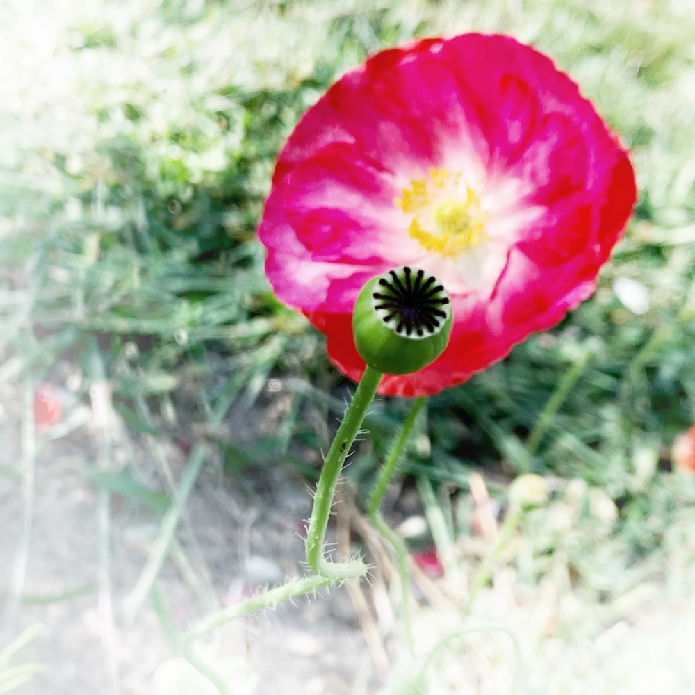 Poppy, the haiku of flowers (Source: @virtualdavis)