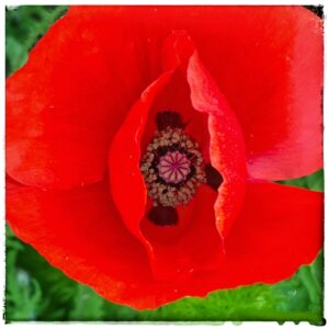 Papaver rhoeas (Source: @virtualdavis)