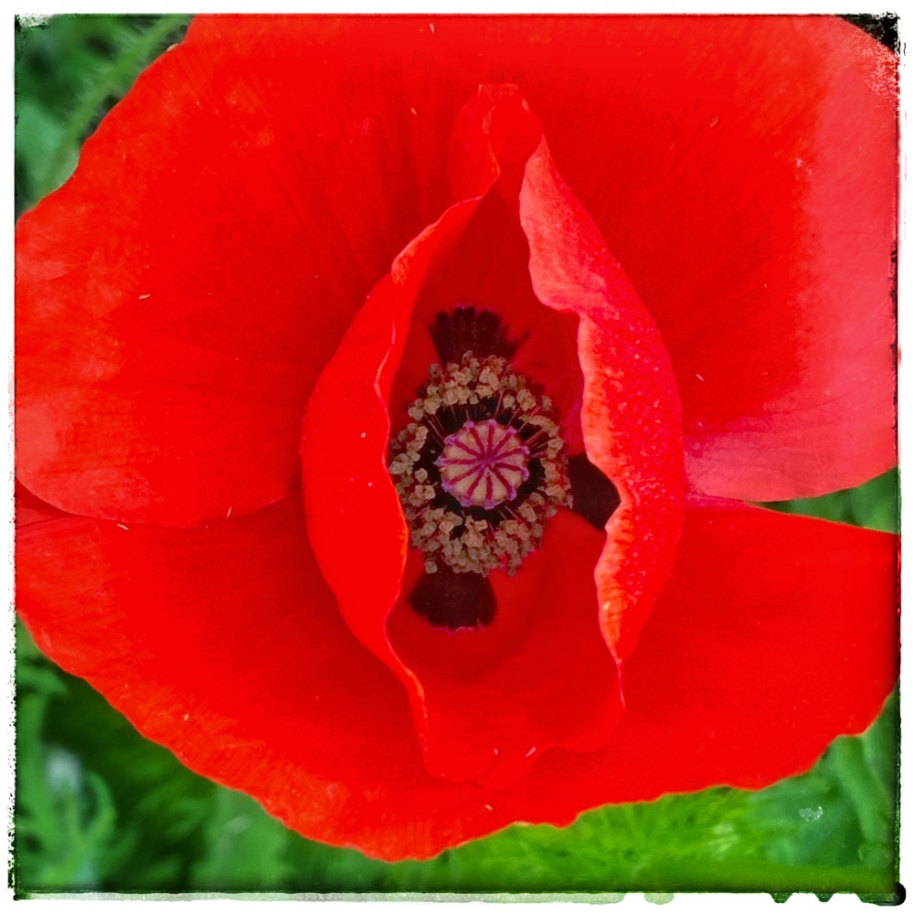 Poppy Poems