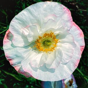 Pink-Tinged Poppy