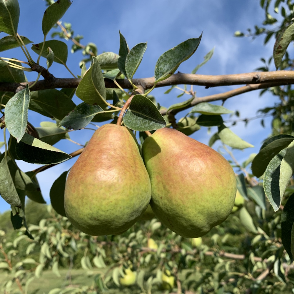 Orchard Harvests