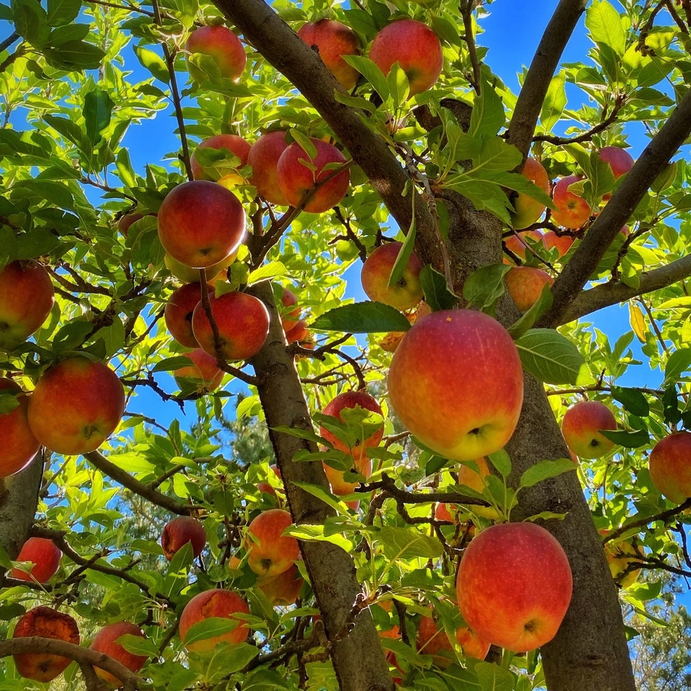 Apple Abundance (Source: Geo: Davis)