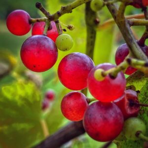 Septembering: grapes sweetening in the vineyard (Source: Geo Davis)