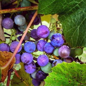 Septembering: grapes sweetening in the vineyard (Source: Geo Davis)